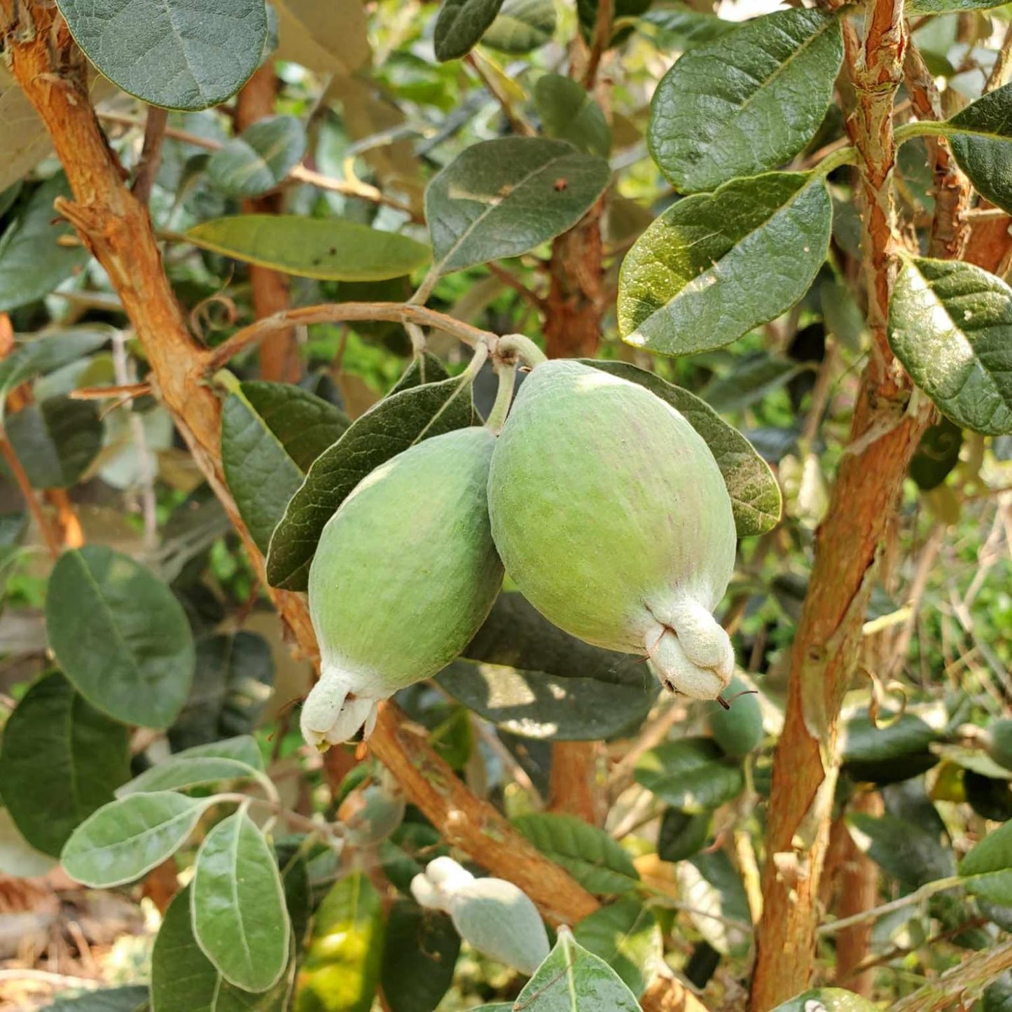 Pack 2 Pineapple Guava Plants Live, 4-8 Inches Tall Starter Plants