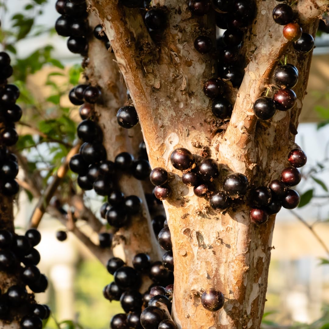 Live Black Jaboticaba Tree Plant, Brazilian Jabuticaba Plant, Sweet Fruit Tree, 1 Feet Tall for Outdoor Planting