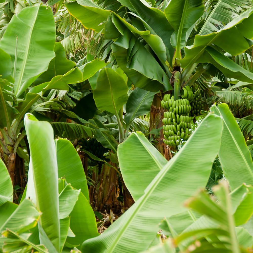 Banana Tree Live Plant, Banana Plant Live, Cold Hardy, Well-Rooted, Sweet Fruit, 4-6 Inches Tall for Outdoor Planting (Dwarf Cavendish Banana)