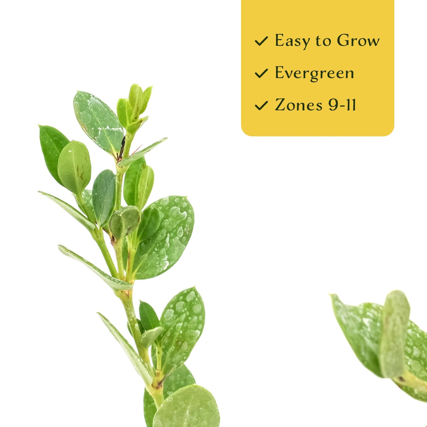 4 Green Carpet Natal Plum in 3.5" Nursery Cubes | Carissa ‘Green Carpet’ | Low-Growing Evergreen Groundcover for Landscapes, Slopes & Borders | Live Starter Plants