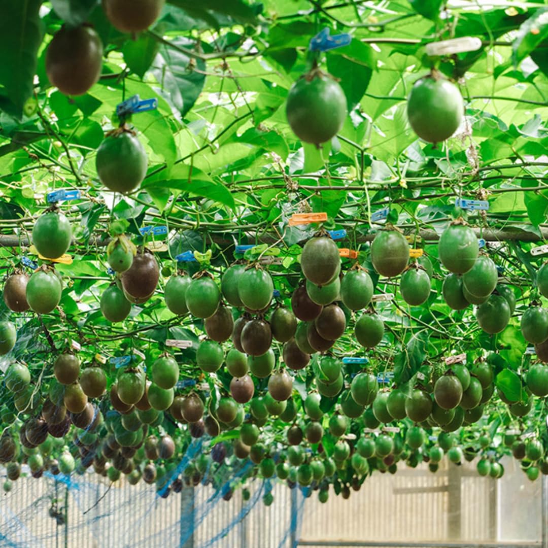 Passion Fruit Tree Live Plant, Purple Passionfruit Vine Plant Live, Passion Fruit Plant for Garden Outdoor or Indoor, 5 to 8 Inc in Height