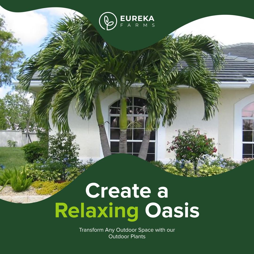 Christmas Palm Triple Tree - Tropical Adonidia Merrillii (Veitchia merrillii), Evergreen Low Maintenance Accent Live Plant for Gardens & Patios, Ideal for Indoor & Outdoor Spaces (1gal Pot, 1-2ft)