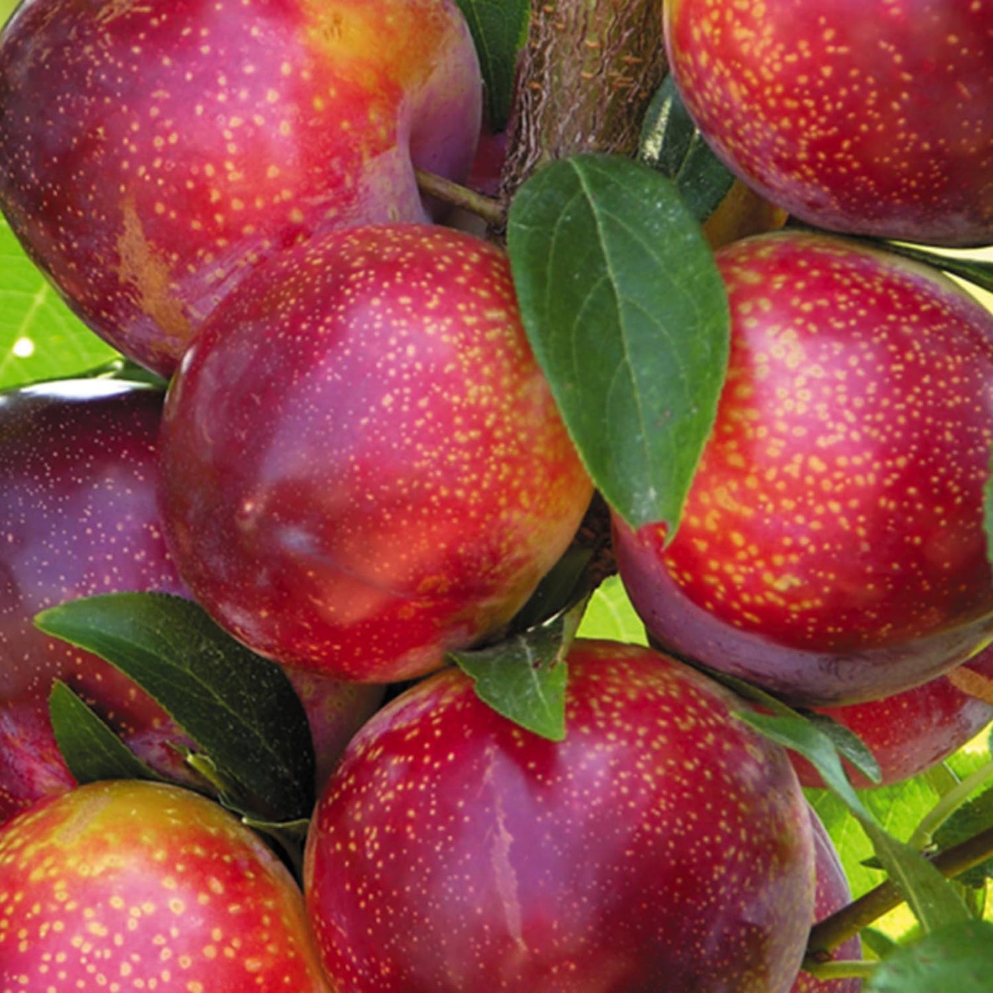Live Flavor Pluot Tree Plant in 3 Gallon Pot, 2–3 Ft Tall Plum Apricot Fruit Tree for Outdoor Garden, Backyard, or Landscape Planting, No Ship to CA
