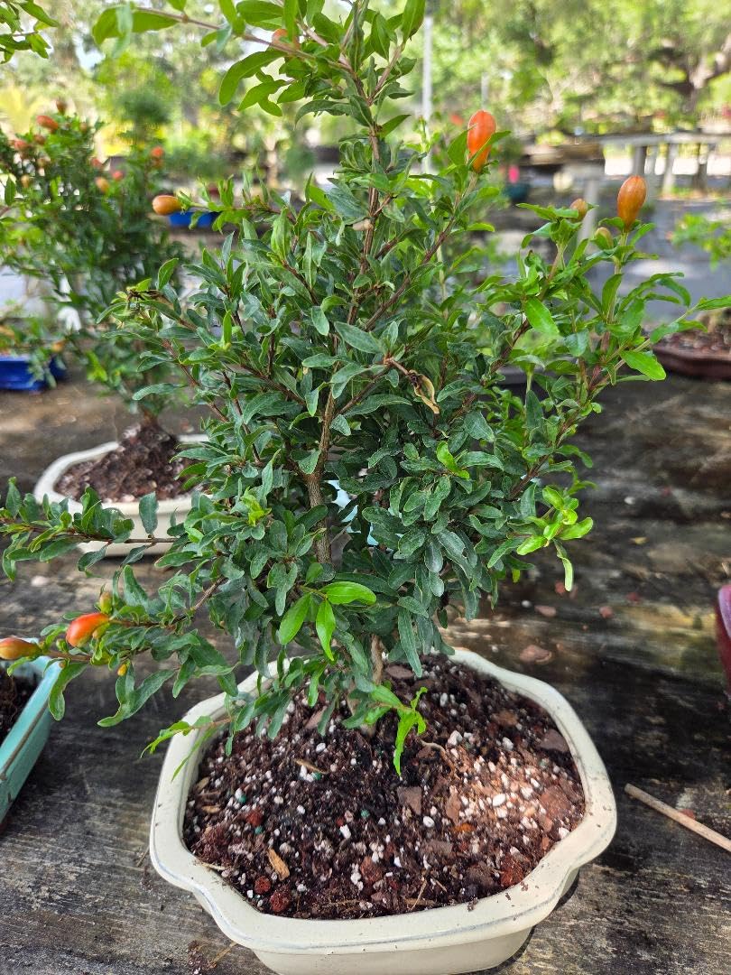 Dwarf Pomegranate Punica granatum Live Starter Plant Bonsai