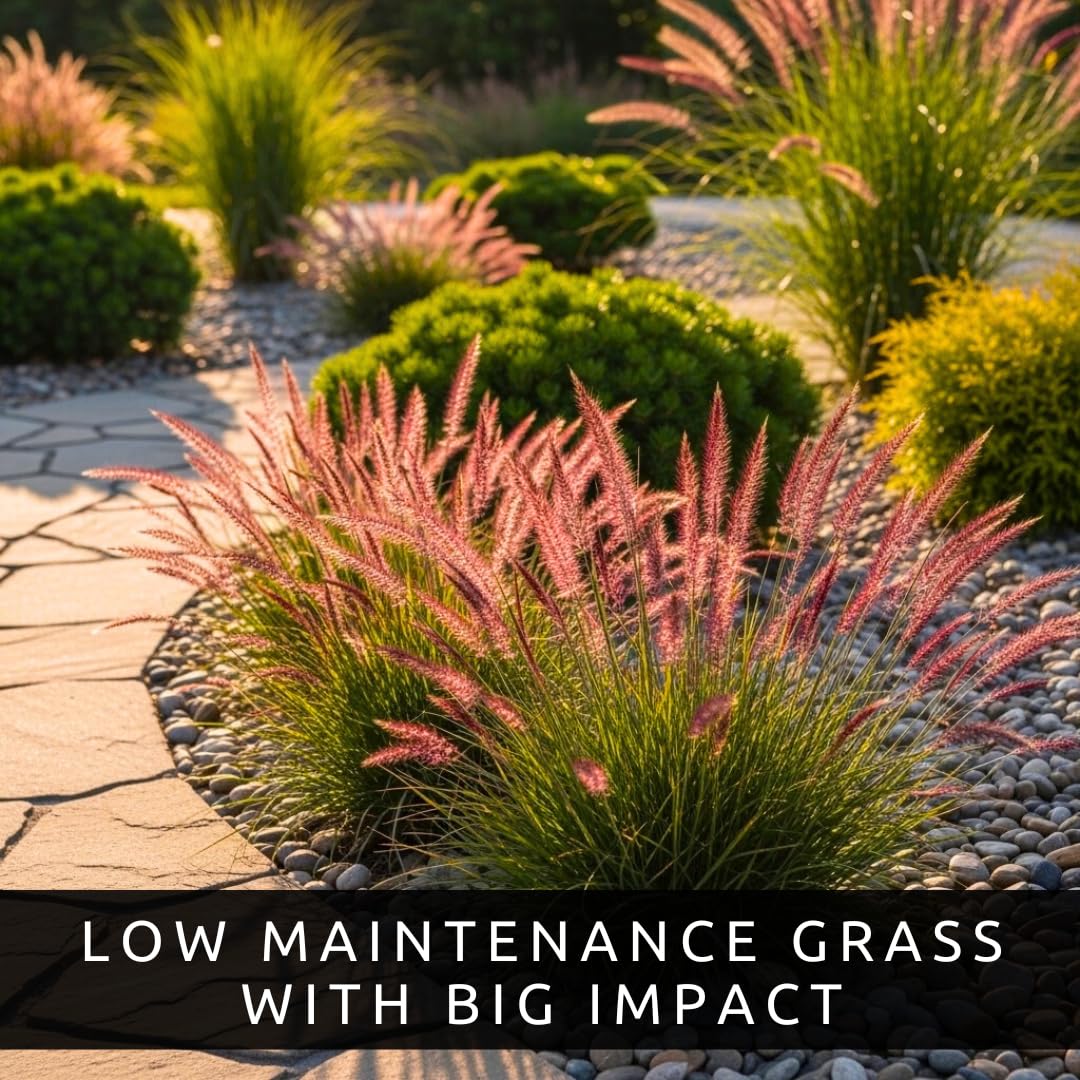 Purple Love Grass (Eragrostis spectabilis) Live Plant Plug – Native Ornamental Grass – Airy Pink-Purple Blooms – Drought Tolerant Perennial for Full Sun (1)