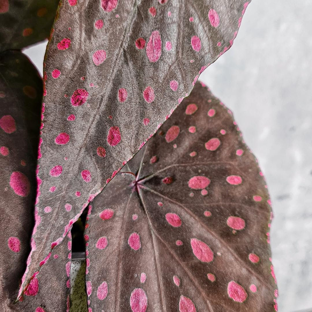 Begonia Live Plant Outdoor, Can Grow As Weeping Begonia, Fast-Growing, Easy-Care Flowering Plant for Gardens Containers, 5-9” Tall, No Pot, Begonia Maculata Plants (Pink Polka Dot)