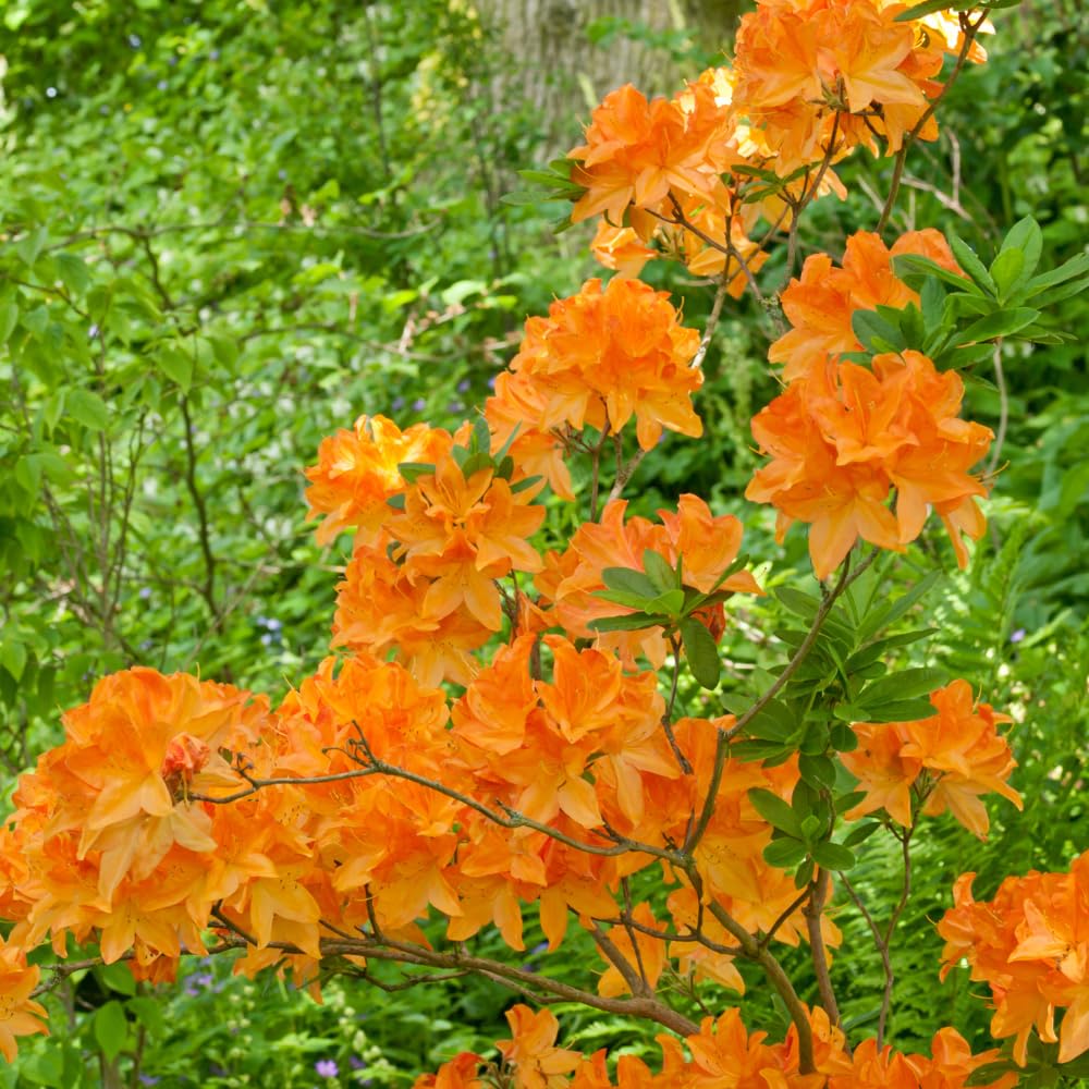 Azalea Live Plant, Live Azalea Plants, Flowering Shrub with Vibrant Red Blooms, 4-7 Inches Tall in 4 Inch Pot (Orange)