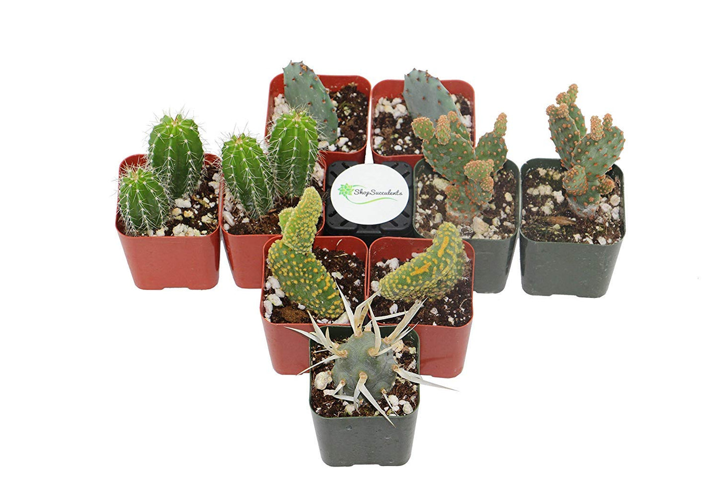 Shop Succulents | Cool Cactus Collection of Live Succulent Plants, Hand Selected Variety Pack of Cacti | Collection of 9 in 2" pots