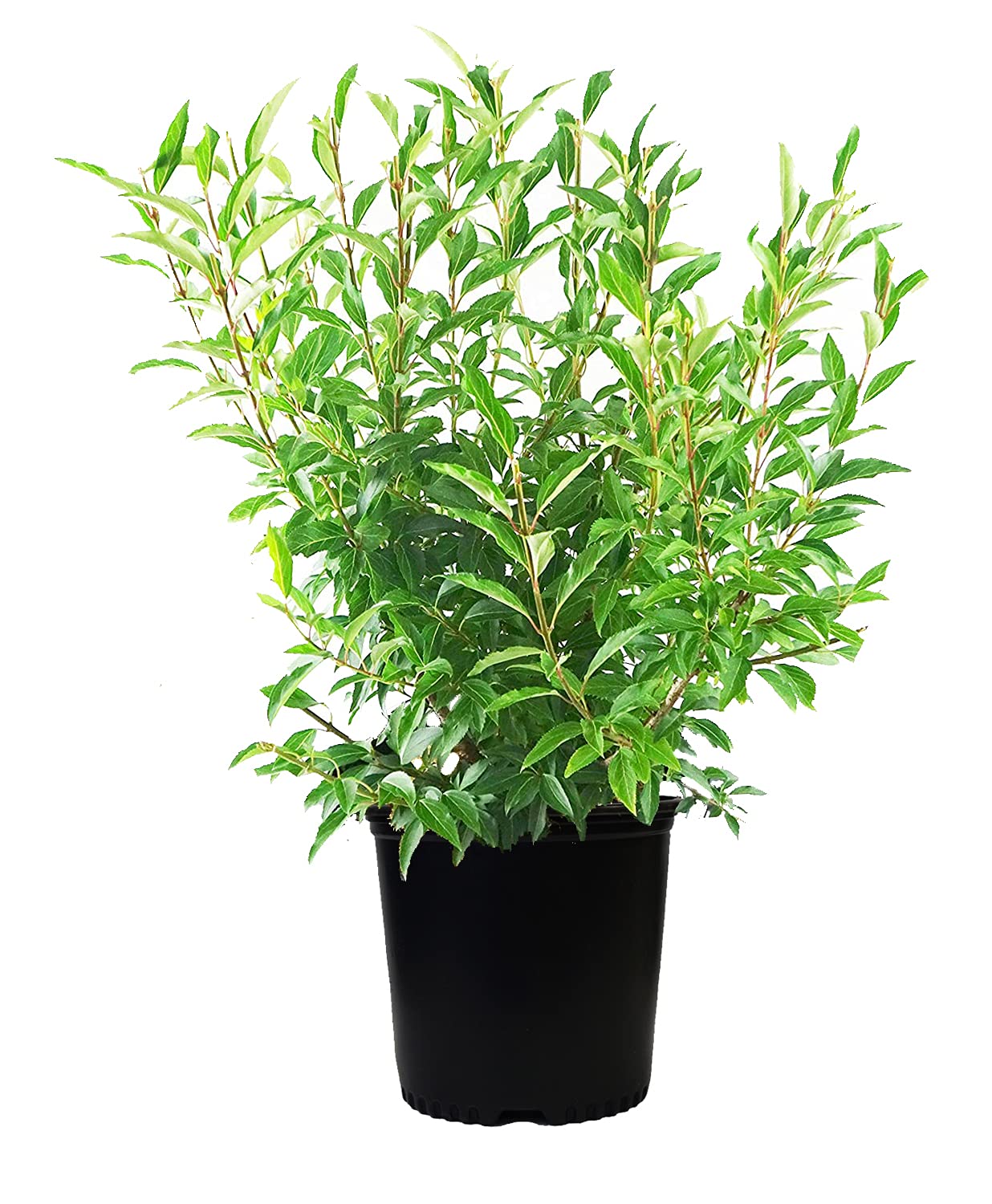 Forsythia X intermedia 'Lynwood Gold' (Forsythia) Shrub, yellow flowers, #3 - Size Container