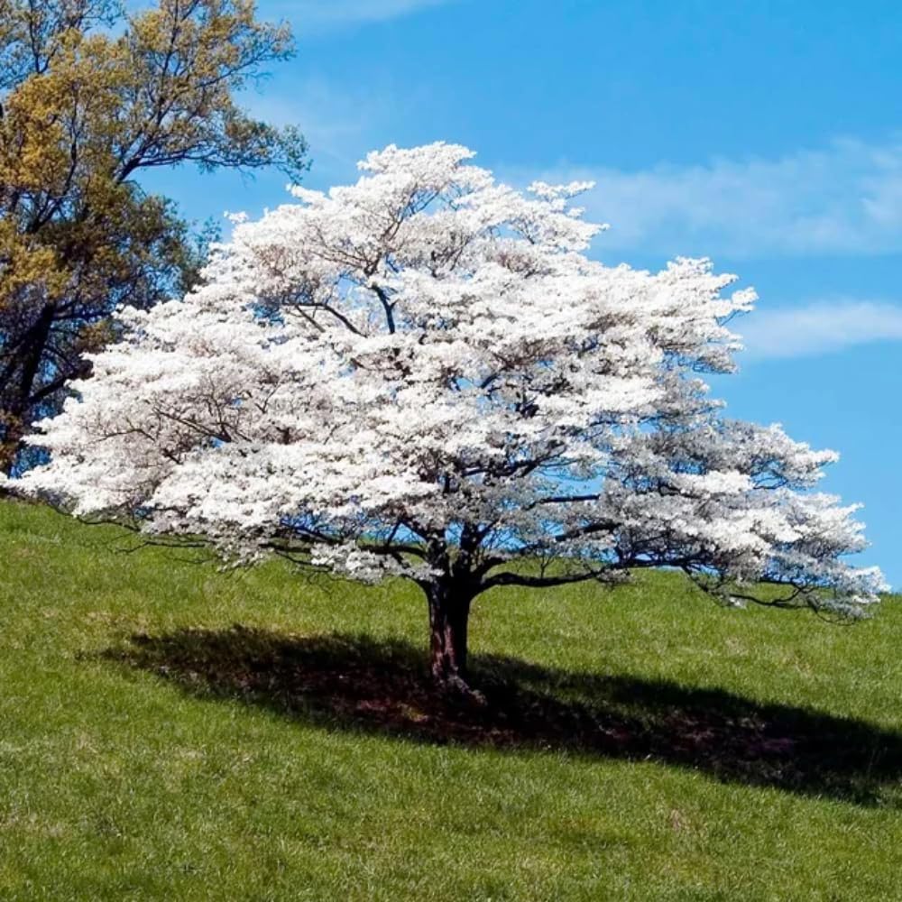 Dogwood Live Tree Plant, Flowering Dogwood Plant Live from 8 to 10 Inches Tall in Quart Pot for Outdoor Planting, Dormant in Winter (White)