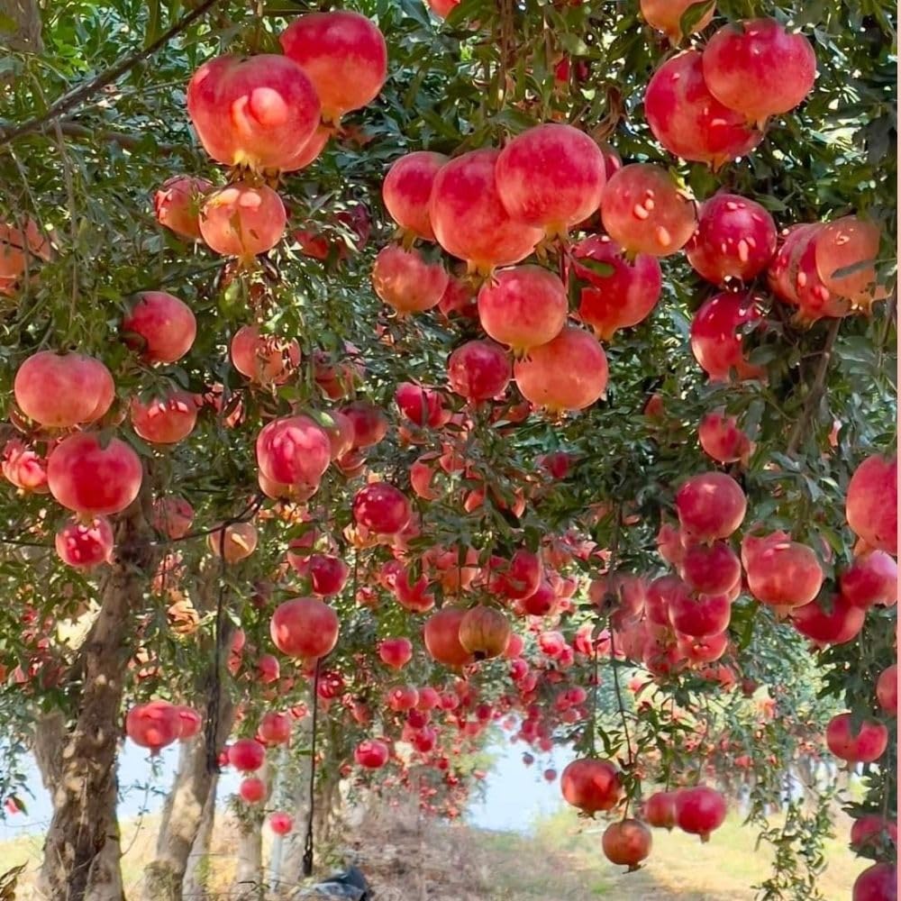 Live Sweet Pomegranate Plant, Red Pomegranate Plants Live Tree 8 to 10 Inches Tall, Pomegranates Fruit Tree, Well Rooted, 4 Inches Pot Plants