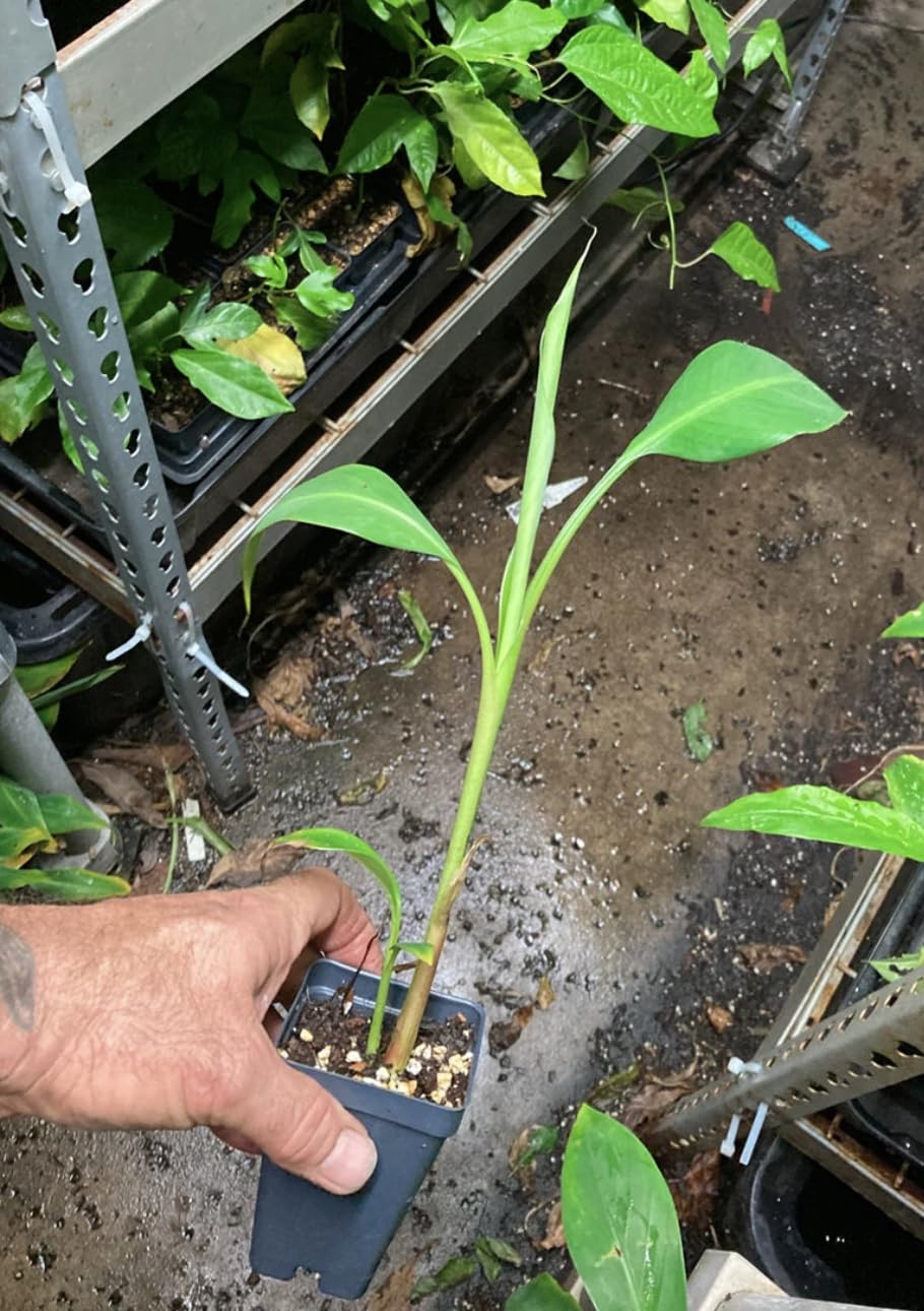 Kokopo Banana Live Plant - Dwarf Banana Tree - Patupi Banana Plant - Short Cycle Banana - 5-8 Inches Tall - Container and Outdoor Growth