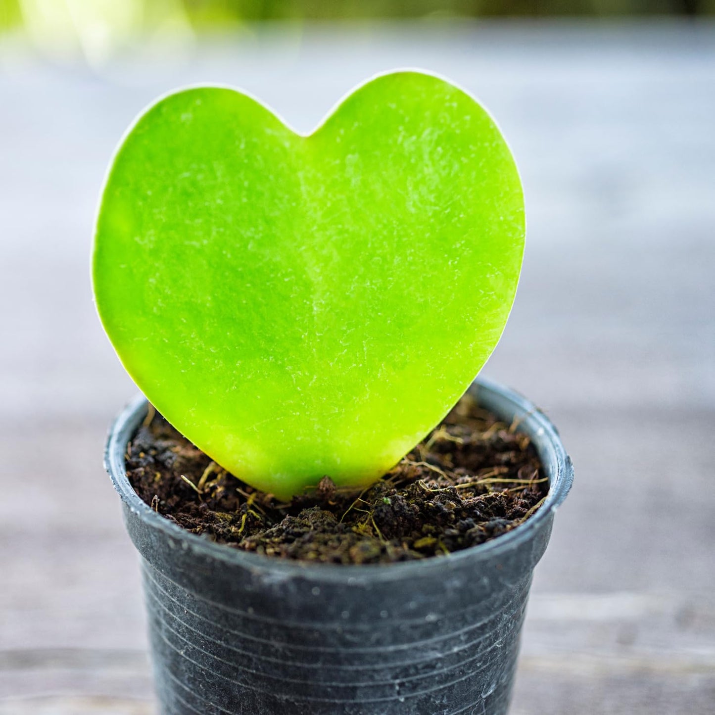 2 Hoya Kerrii, Hoya Kerrii Heart Plants Live, Hoya Plants, Hoya Kerrii Heart 4 Inches for Ornament Indoor Outdoor