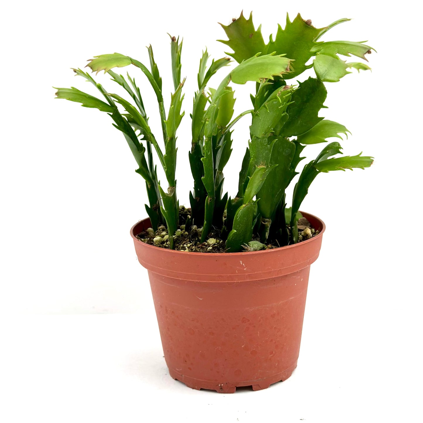 Christmas Cactus Plant Live - Perfect Holiday Decor, Thanksgiving Table Decorations, Christmas Room Decor - Rooted Indoor Live Plant (8" Height) (Heat Pack Included)