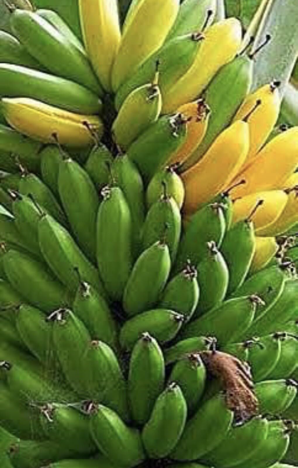 Live Plant - Musa - 2 Dwarf Cavendish - 4” Banana Trees Organic
