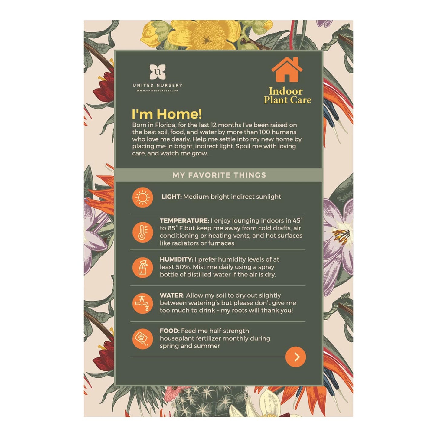 U UNITED NURSERY Live Calathea Rattlesnake Prayer Plant Goeppertia insignis Easy Care Plant Shipped in 6 inch Grower Pot