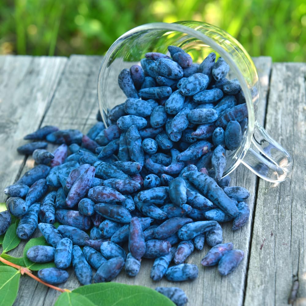 Honeyberry Bush Plant, 6-8 Inch Tall Sweet Blue Honey Berry Tree, Perennial Haskap Plant