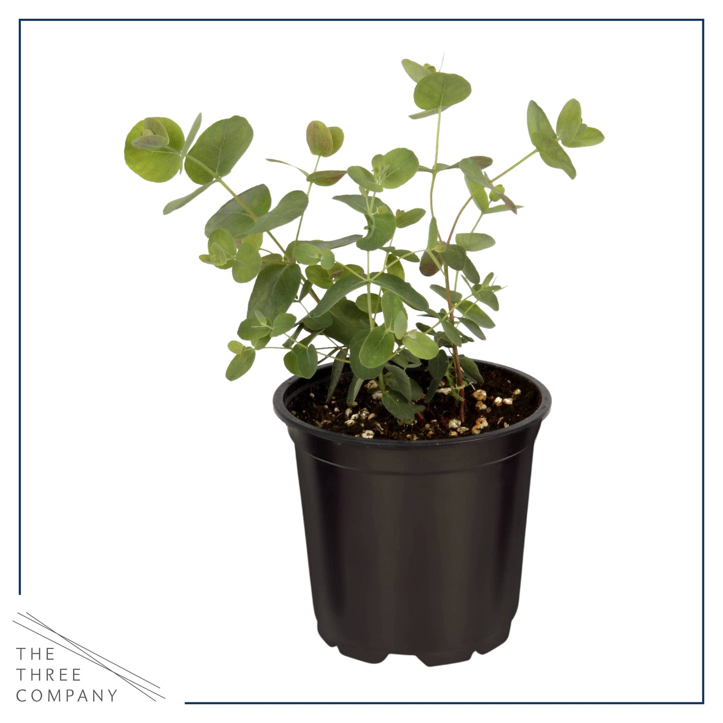 Live Aromatic and Edible Herbs - Assorted Varieties (4 Per Pack) - Lemon Verbena, Eucalyptus, Mint, Lavender - 6" Tall by 3" Wide in 1 Pint Pot