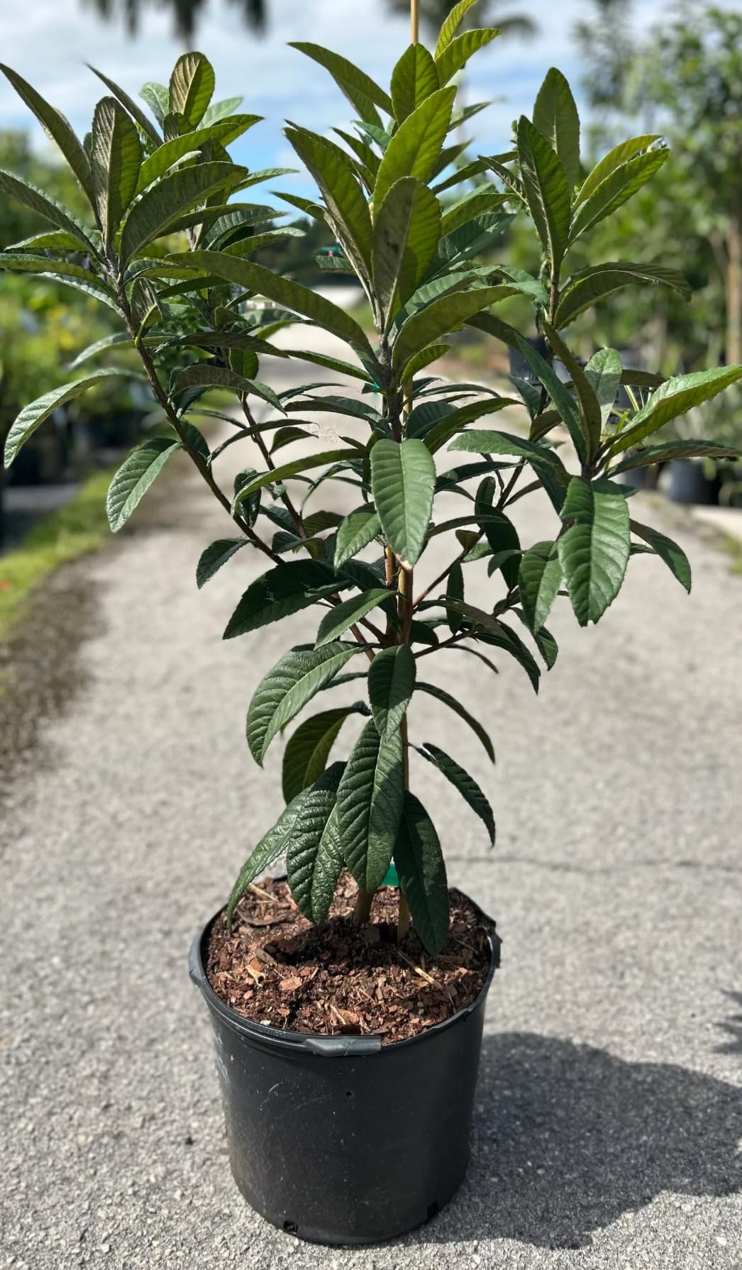 Big Loquat (Eriobotrya Japonica) Nispero Japones Live Tree(Japanese Plum) Plant (2-3ft)