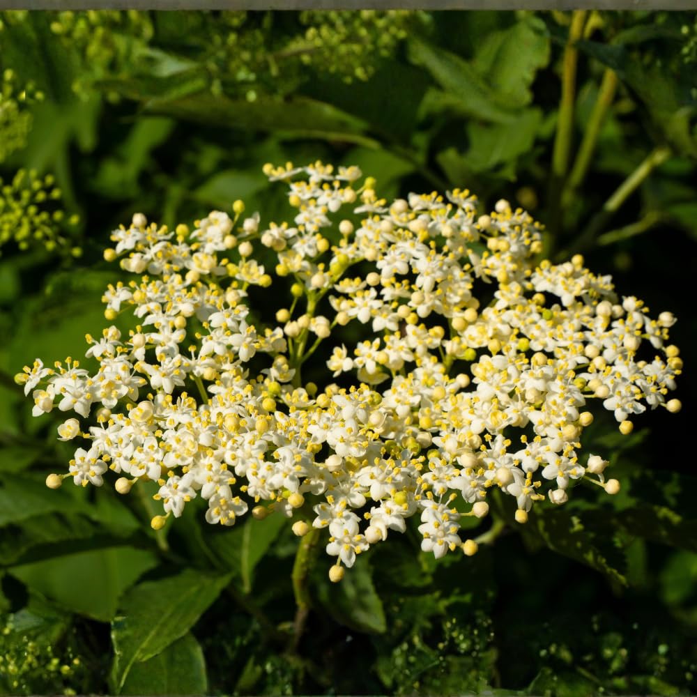 2-Pack Black Elderberry Tree Live Plants | 8-12" Bare Root Seedlings | Fast-Growing Fruit Bearing Shrubs