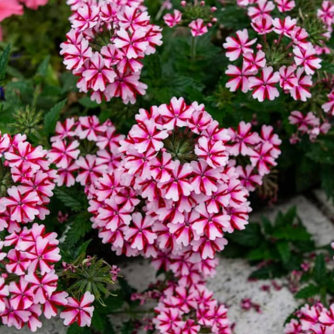 Pack 2 Bicolor Perennial Verbena Plants, Red White Verbena Live Plants, Verbena Flower Trailing Plants Live for Planting, Verbena Plants in Zones 7 to 11