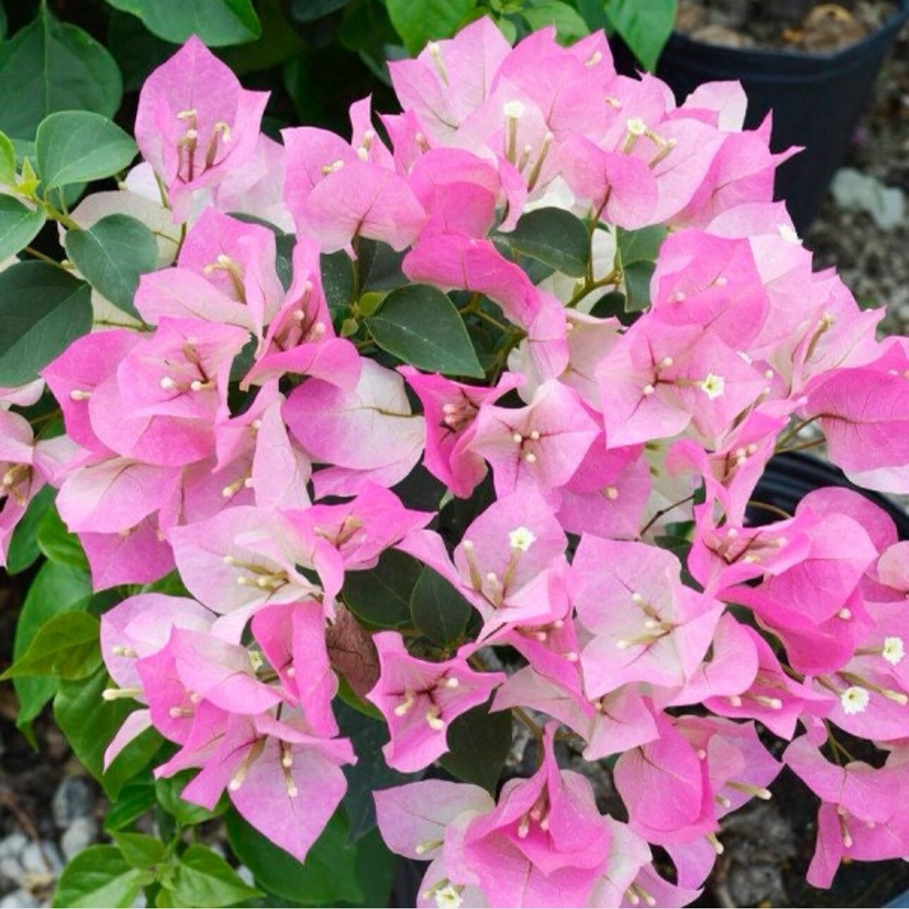 Live Plant - 4” Pot of Imperial Thai Delight Bougainvillea Plant