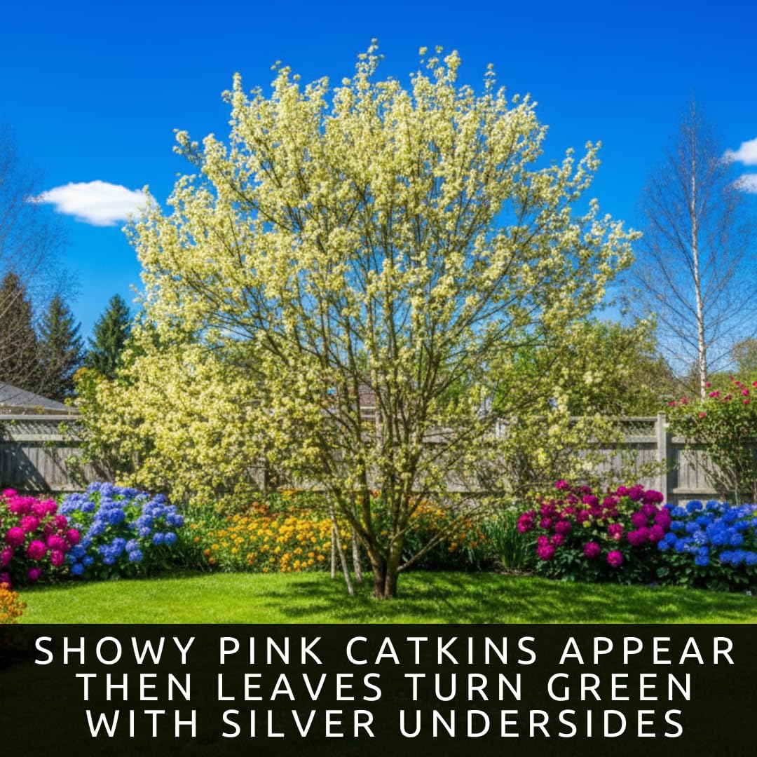 2 Pink Pussy Willow Tree Cuttings to Plant - Fresh Cuttings, Ready to Plant - Ornamental Flowering Tree – Willow Cuttings for Colorful Garden Landscape