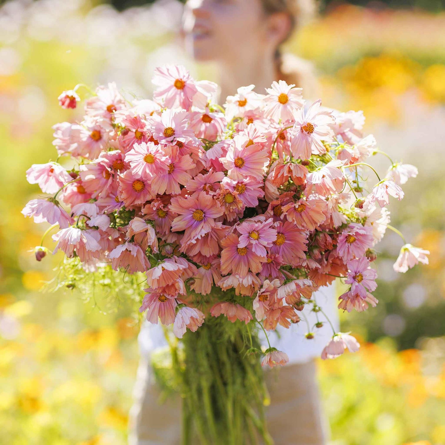 Eden Brothers Cosmos Seeds - Apricotta