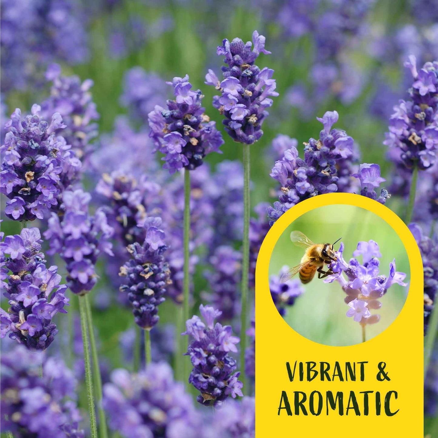 2 Super Blue Lavender Plants (Lavandula angustifolia 'SuperBlue') | Live Evergreen Herb with Fragrant Purple-Blue Blooms | Fast-Growing Perennial for Pollinators & Landscaping in 3.5" Cubes