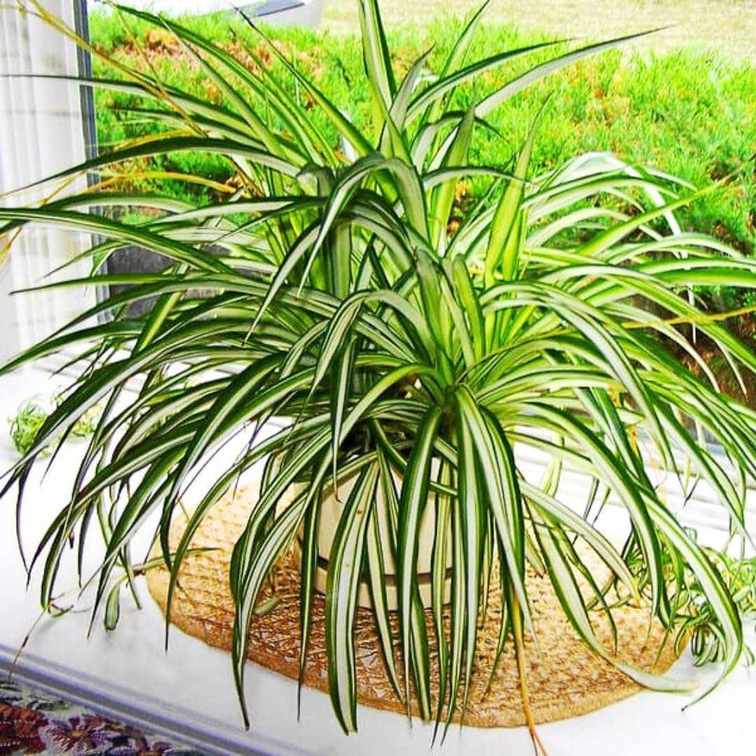 Curly Spider Plant Live, Variegated Houseplant in 4 Inch Pot, Ready to Grow Indoors or Outdoors