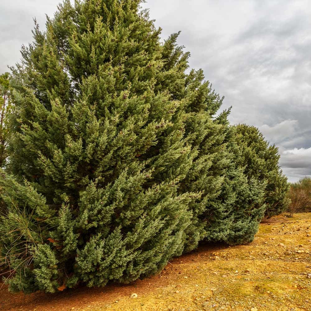 Brighter Blooms - Carolina Sapphire Cypress Tree, 1-2 ft. - No Shipping to AK, AZ, HI