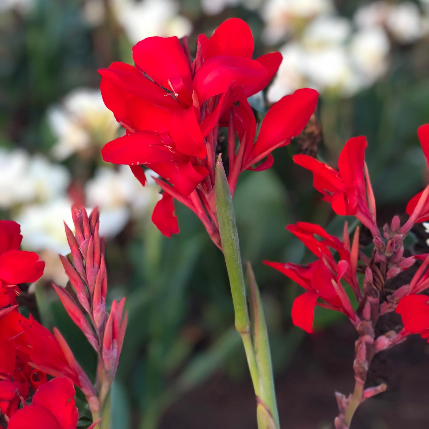 Kreta Canna Lily Flower Bulb – Vivid Red Island Series Blooms, Hummingbird Garden, Clean Green Foliage, Zones 3–9, 4–5 Ft Tall, Summer Rhizome, 1 Bulb
