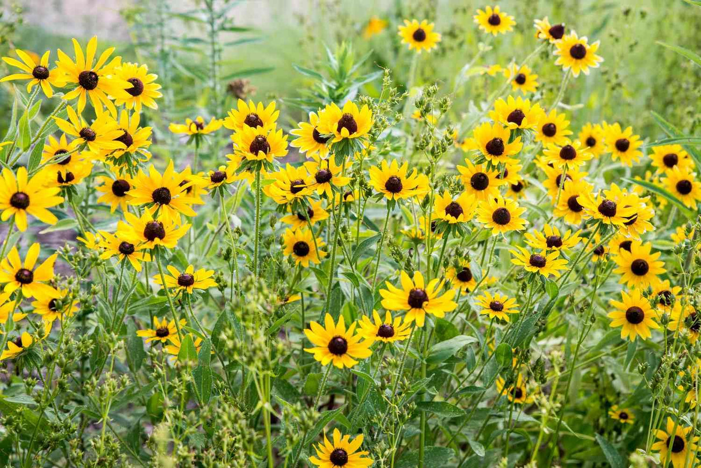 Dirt Goddess Super Seed Black Eyed Susan Non GMO Rudbeckia hirta (1/4 Lb)