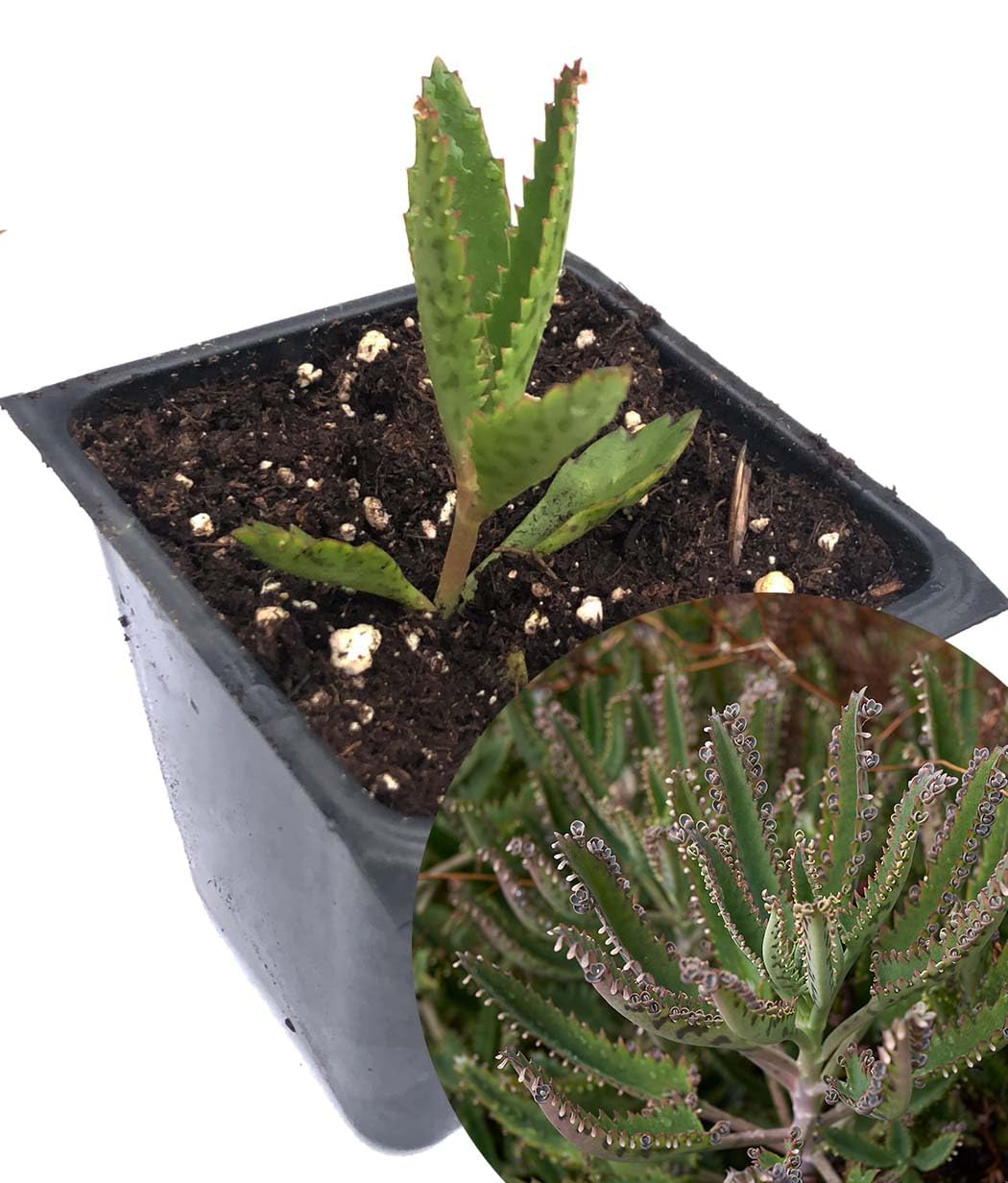 Smoke Camp Crafts Organic Mother of Thousands Plant (Kalanchoe daigremontiana) 2.5 inch Pot - Organic Easy-to-Grow Succulent House Plant for Home or Office Decor