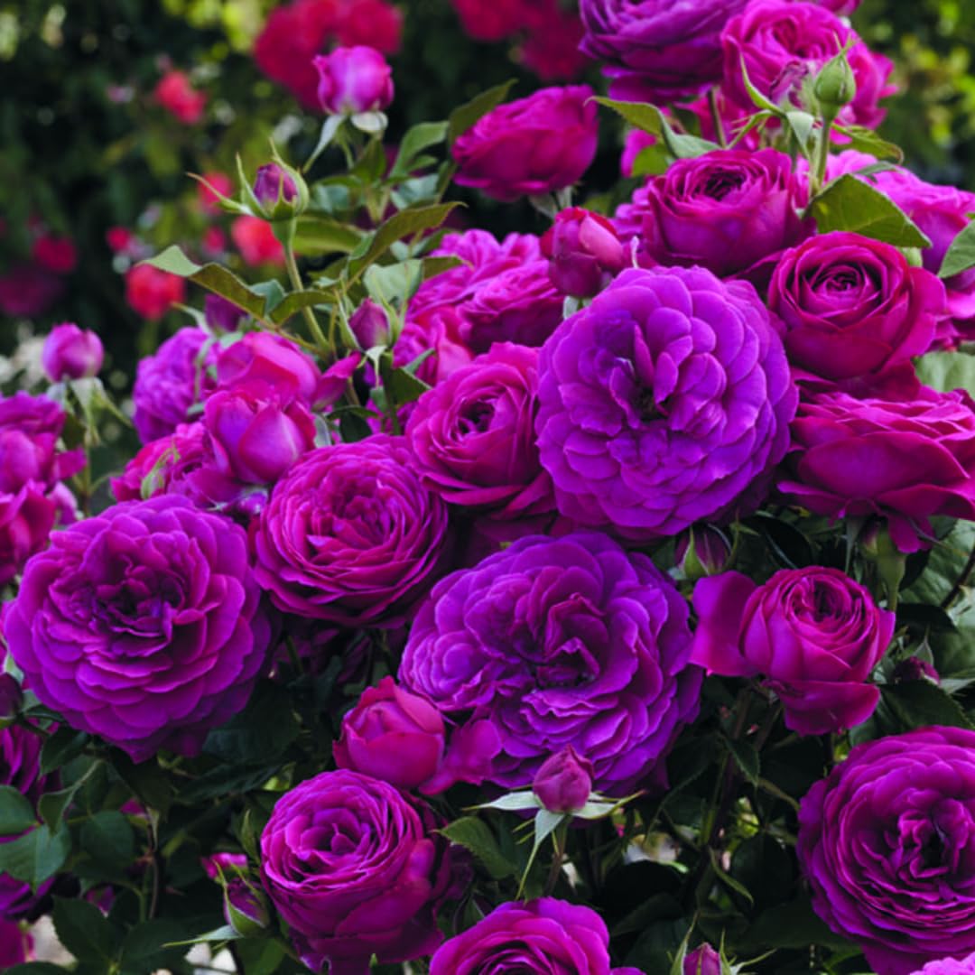 6 Months Old Climbing Rose Live Plant, Well Rooted 5-9" Tall, No Leaf, Ready to Plant Indoor Outdoor, Climber Rose Bush, Hybrid Tea Rose Like, Very Fragrant, Long Bloomer (Purple)