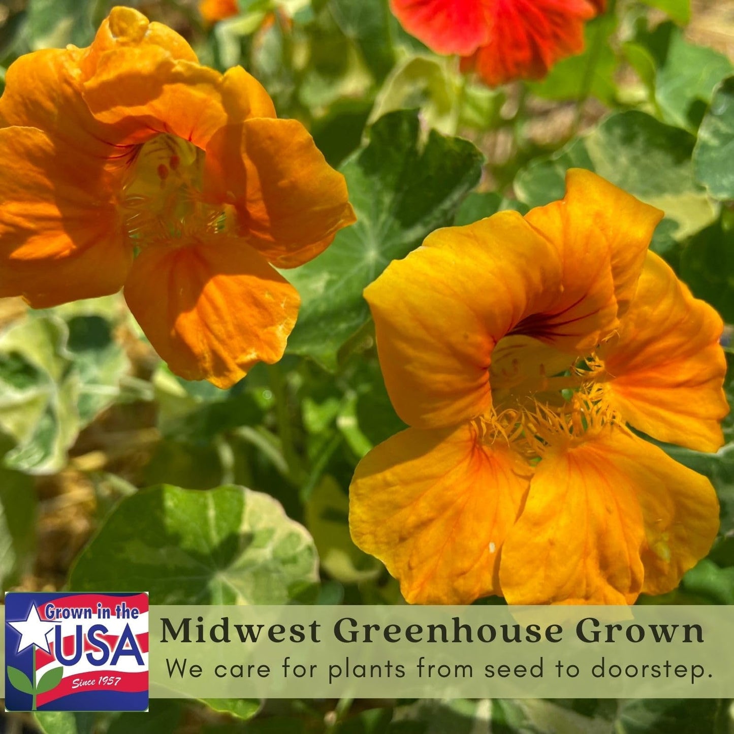 Clovers Garden Variegated Nasturtium (Alaska) Plants – Two (2) Live Plants – Non-GMO - Not Seeds - Each 4" to 8" Tall – in 4" Inch Pots – Deliciously Edible, Trap Plant for Veggie Gardens