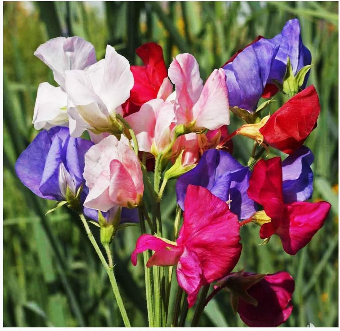 High Scent Sweet Pea Seeds - Approximately 50 Seeds - Most Fragrant Sweet Peas