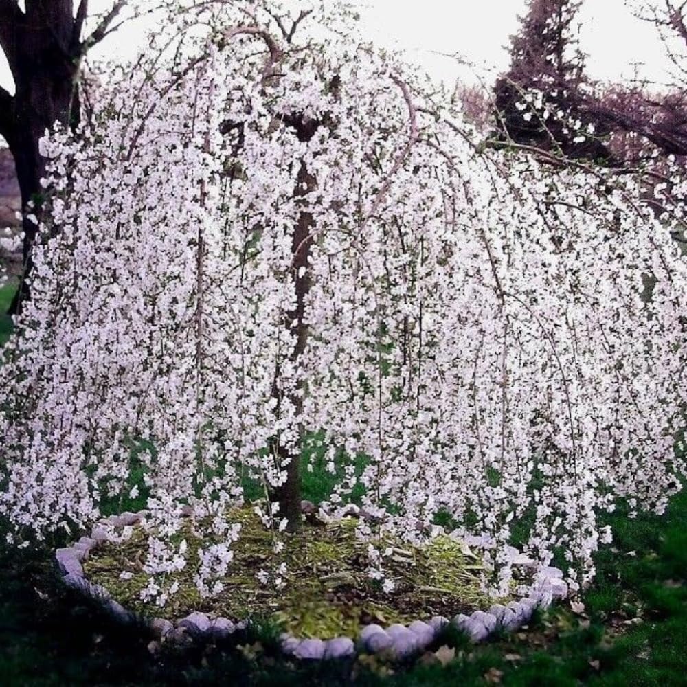 Cherry Blossom Tree Live Plant, 8-12" Tall, Ornamental Flowers for Outdoor Planting, in Pot (Weeping Cherry)