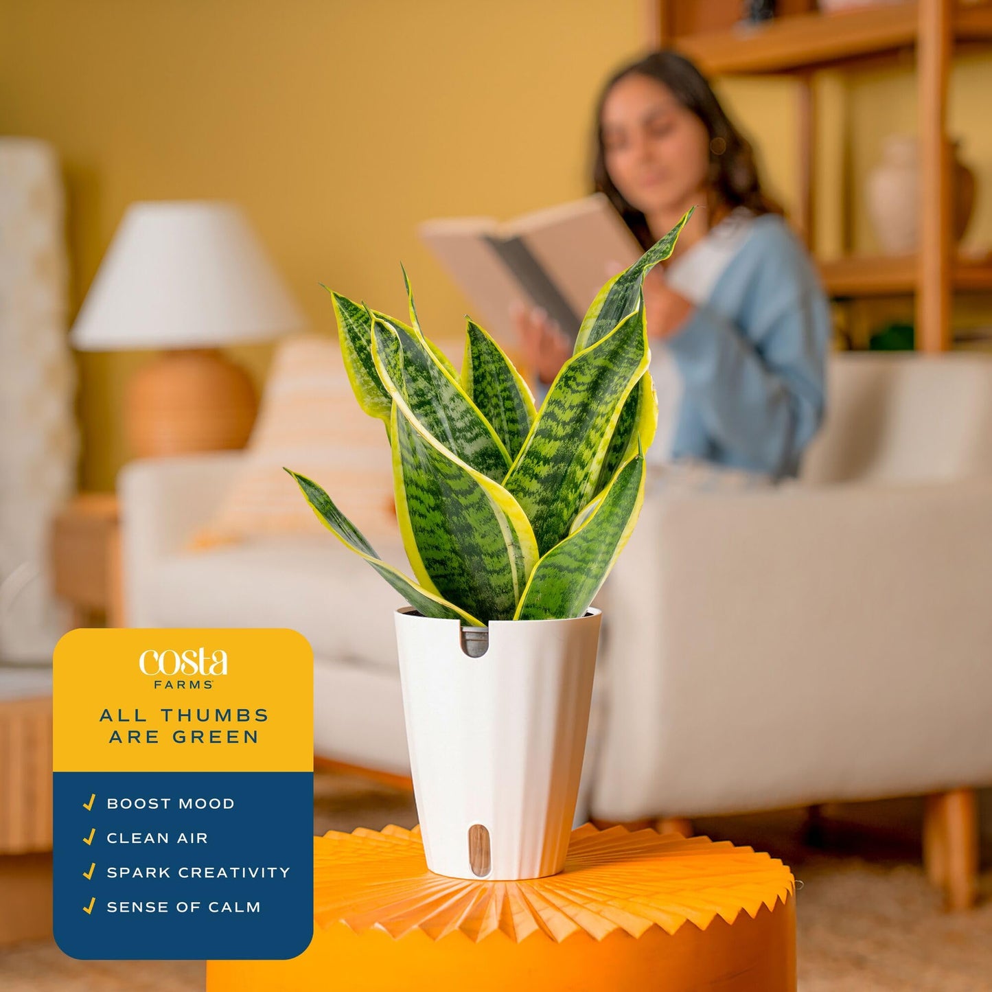 Costa Farms Snake Plant Live Indoor Houseplant in Self-Watering Decor Pot, 12-20 Inches Tall Medium Sansevieria, Low Light Easy Care Live Plant, Unique Housewarming Gift or Office Desk Decor