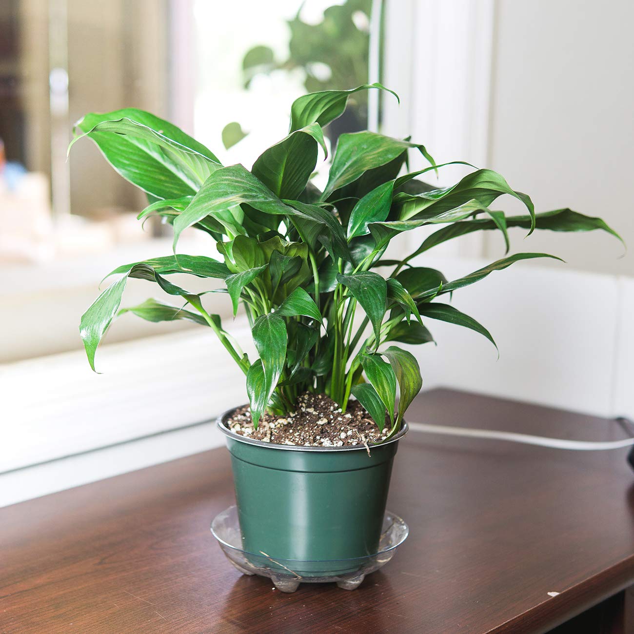 PERFECT PLANTS Peace Lily | Spathiphyllum | 15in. Tall | Easy Care Houseplant | Perfect for Moderate to Bright Light Conditions, 6 in. Grower's Pot, | Air Purifying