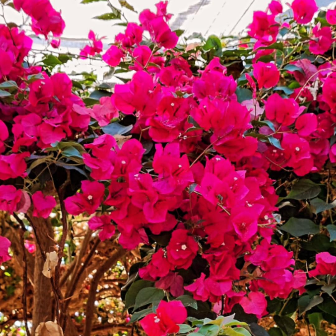 Red Purple Bougainvillea Tree Live Plant, 1 Year Old Ready to Plant Outdoor, Very Hardy