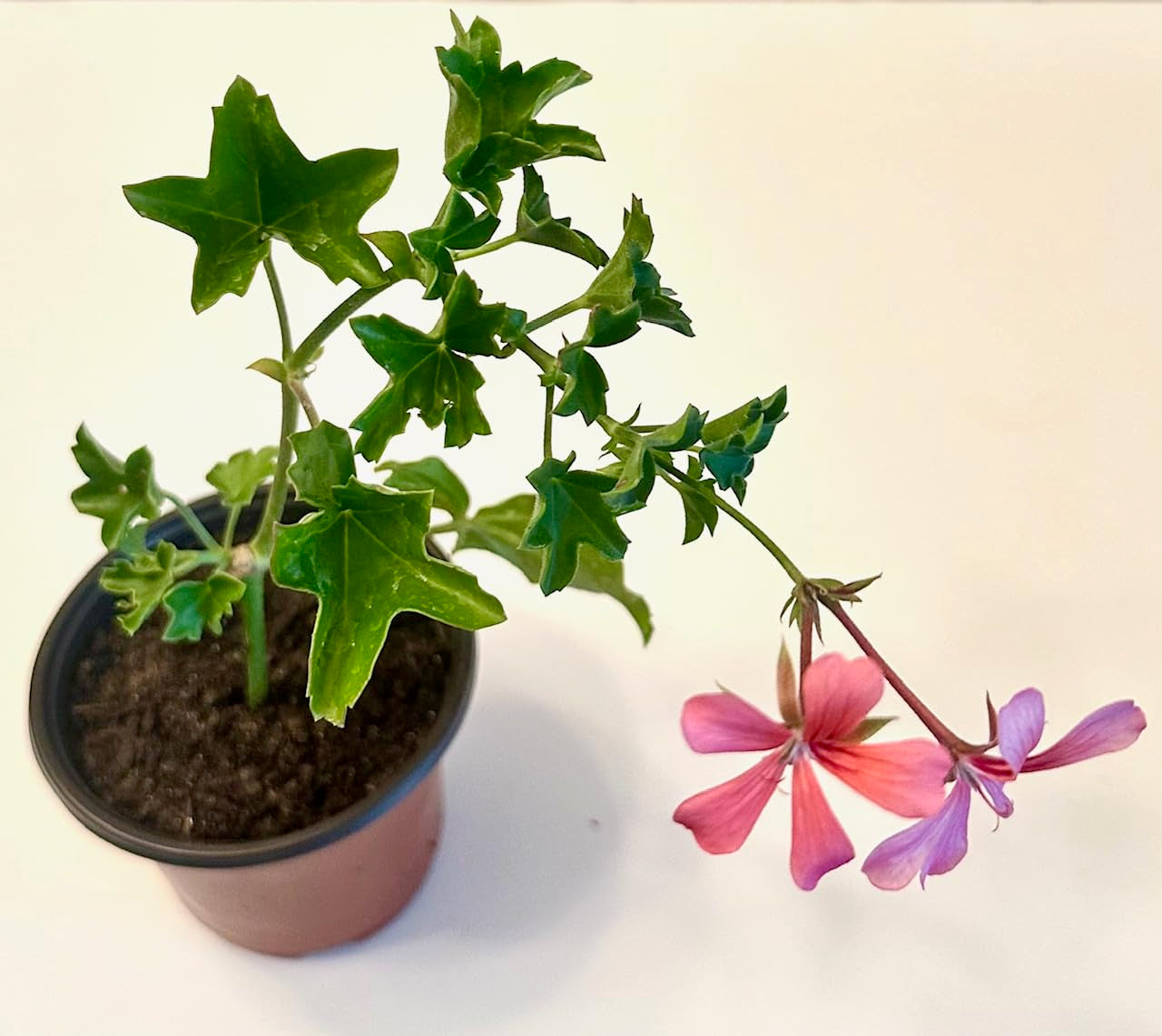 Set of 2 Live Ivy Geranium -Pelargonium Peltatum, Climbing Ivy Leaves with Pink Flowers, 2 Fully Rooted Plants 6-12" Long, Options of Single-Layer or Multi-Layer Petals