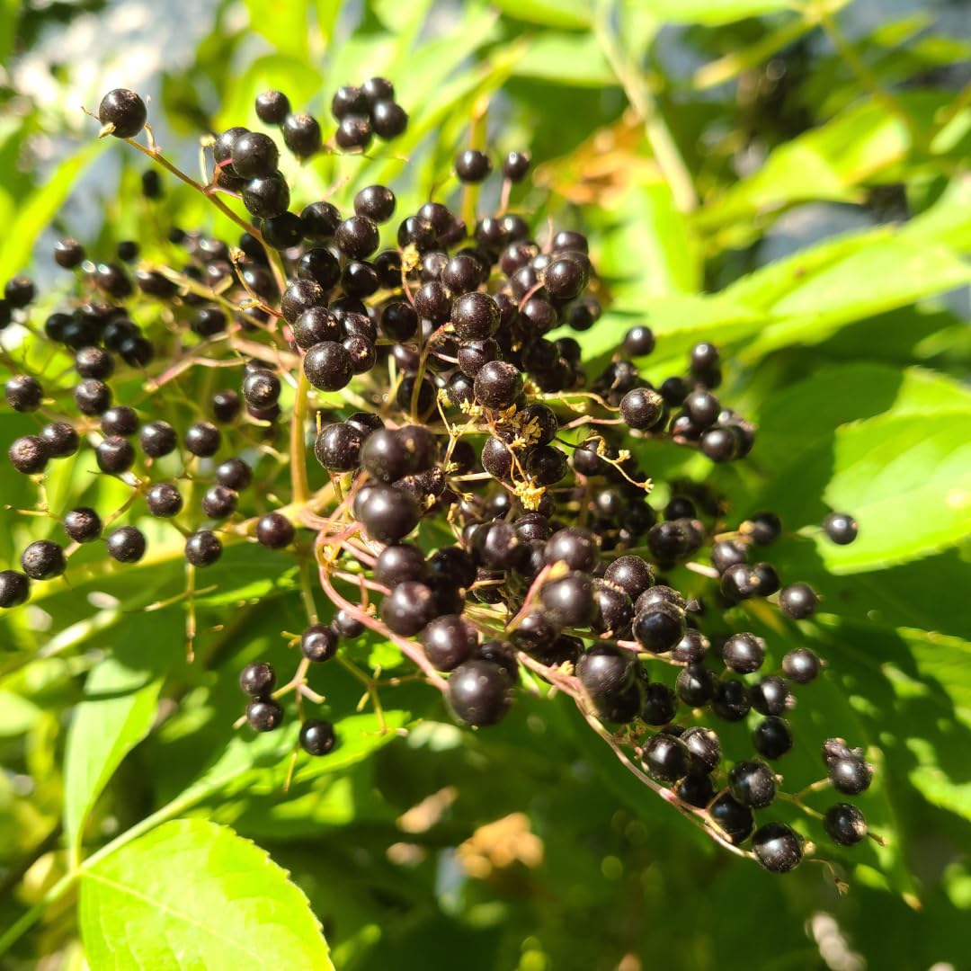 Elderberry Plant Live, Sweet Elderberry Plants, Perennial Fruiting Shrub, 6 to 10 Inches Tall, Ready to Grow