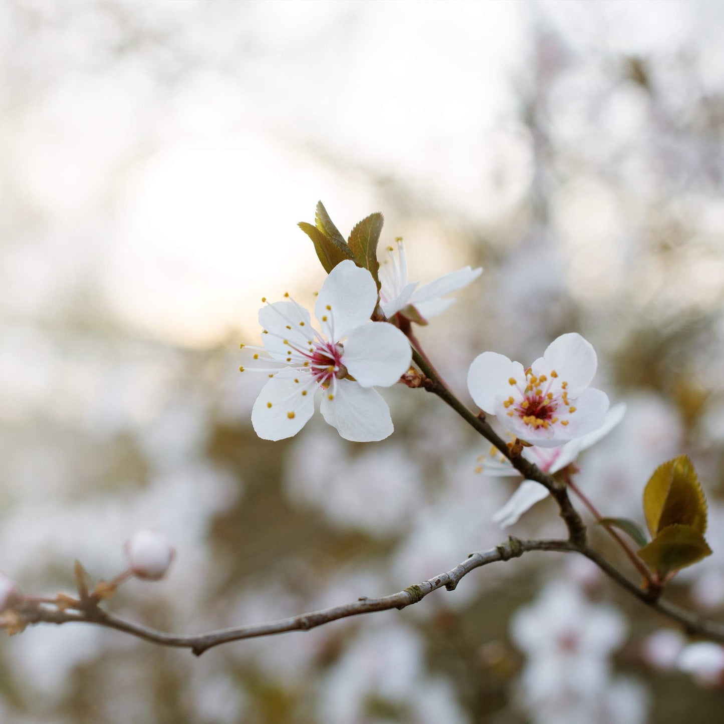 Santa Rosa Plum Tree 4-5ft