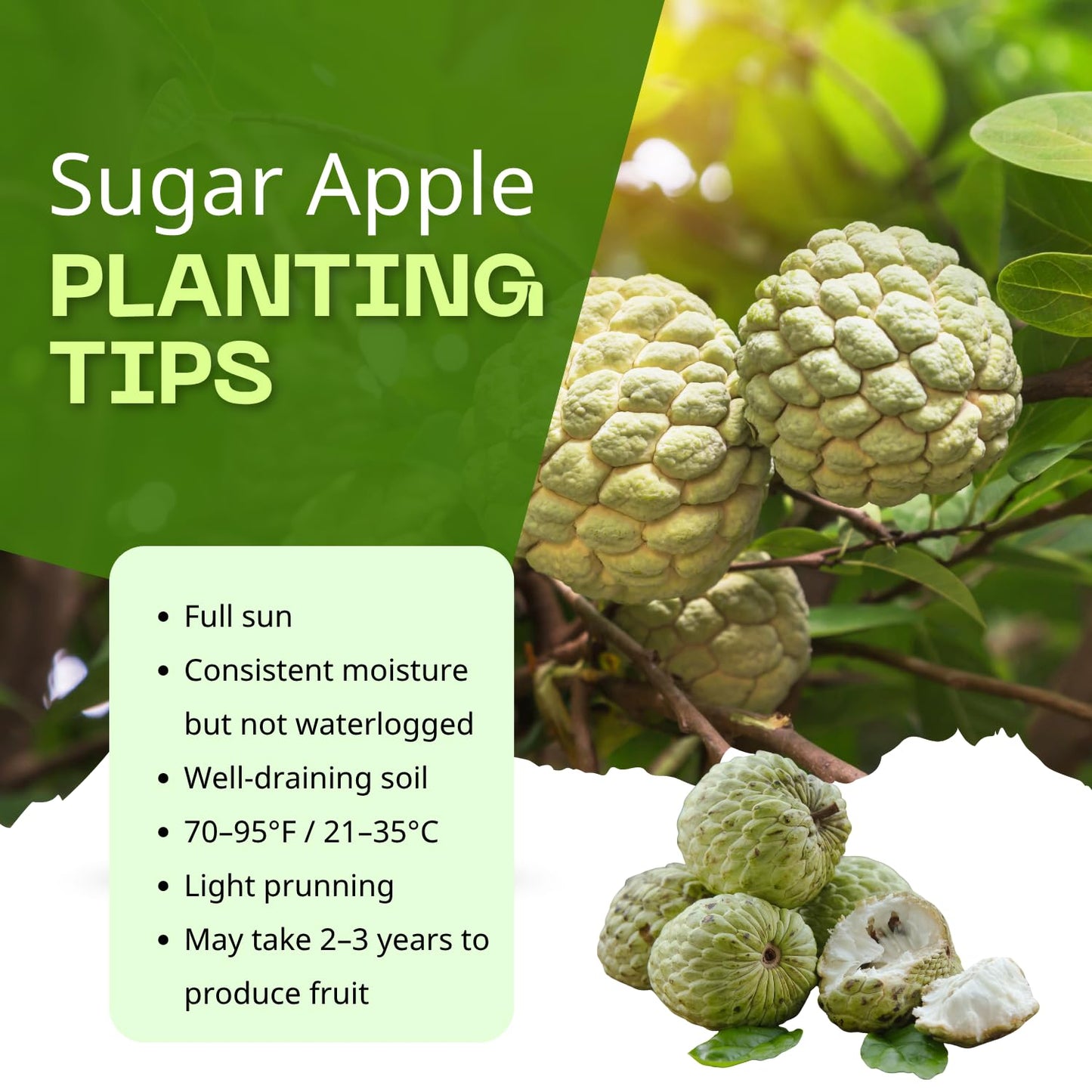 Sugar Apple Tree Live Plant, 1.5-2.5 Feet Tall, Annona Squamosa Sugar Apple Fruit Tree in Gallon Pot, No Ship CA