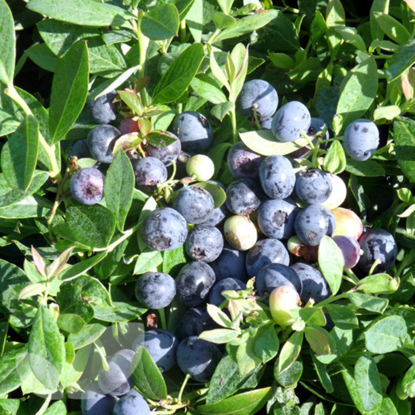 1 Blueberry Bush Live Plant, Blueberry Plant Live for Planting Outdoor, 5-9 Inch Blueberry Fruit Trees, No Pot (Emerald Blueberry)