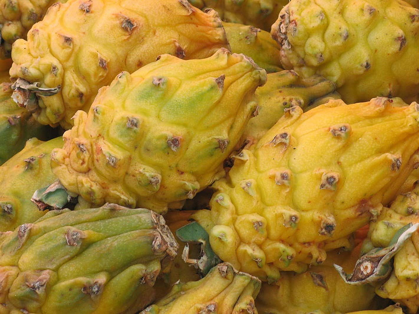 Yellow Dragon Fruit Cutting 8 Inc to 10 Inc Length for Planting 1 Cutting