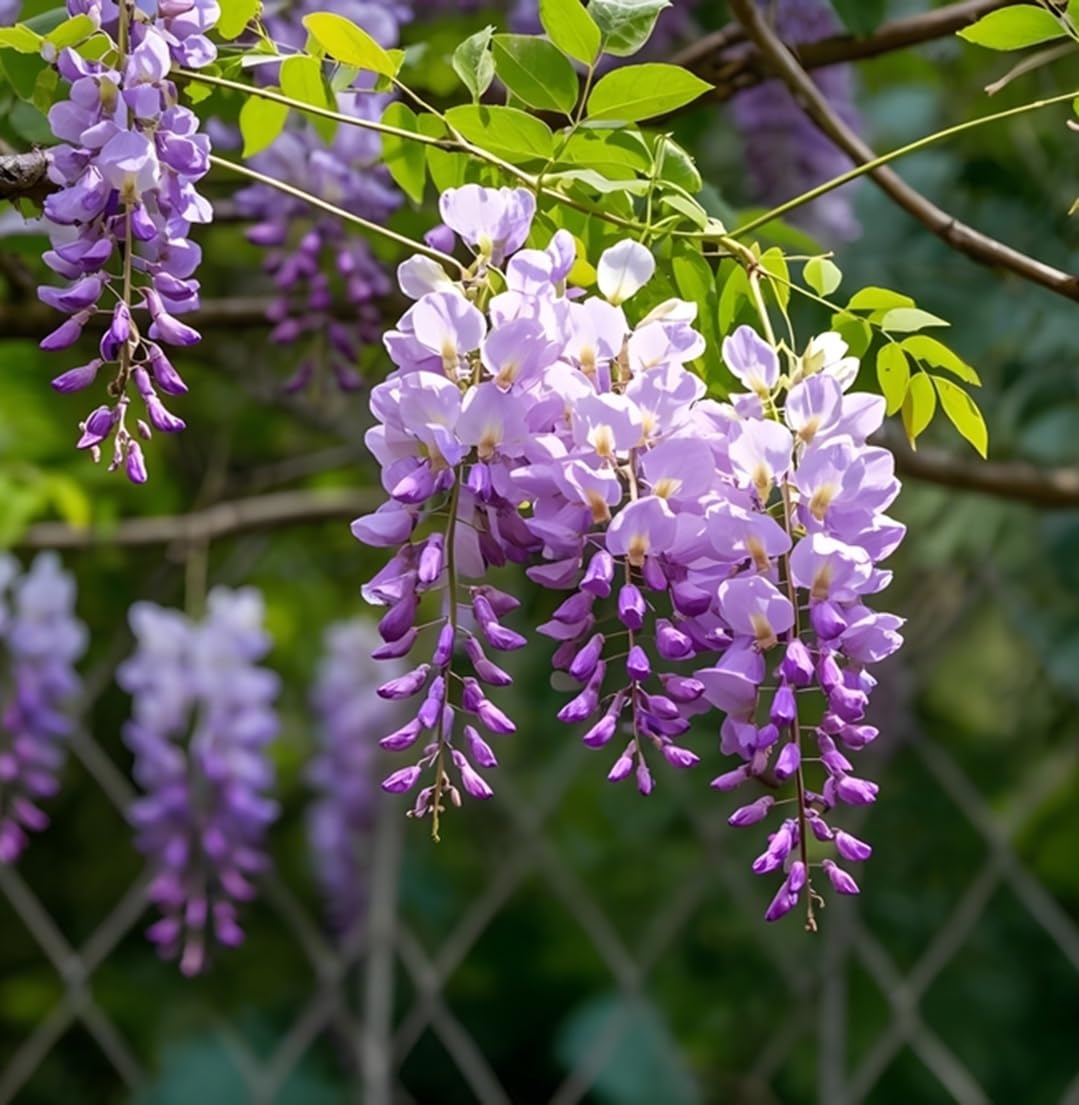 Wisteria Bonsai Starter Tree (1 Year Old Live Plant) – Wisteria Floribunda Seedling – Fast Growing Flowering Vine for Bonsai Training – Outdoor/Indoor Bonsai Tree Starter Kit Plant