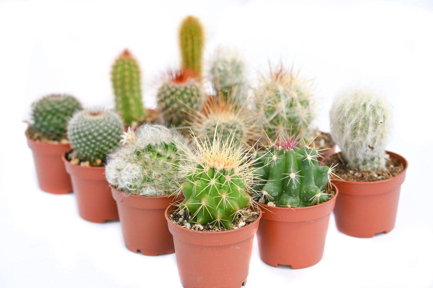 Cactus Plants Live – Small Assorted 2-Inch Cactus Plants – Fully Rooted Potted Cactus Plants – Live Cactus Plant Set (12)