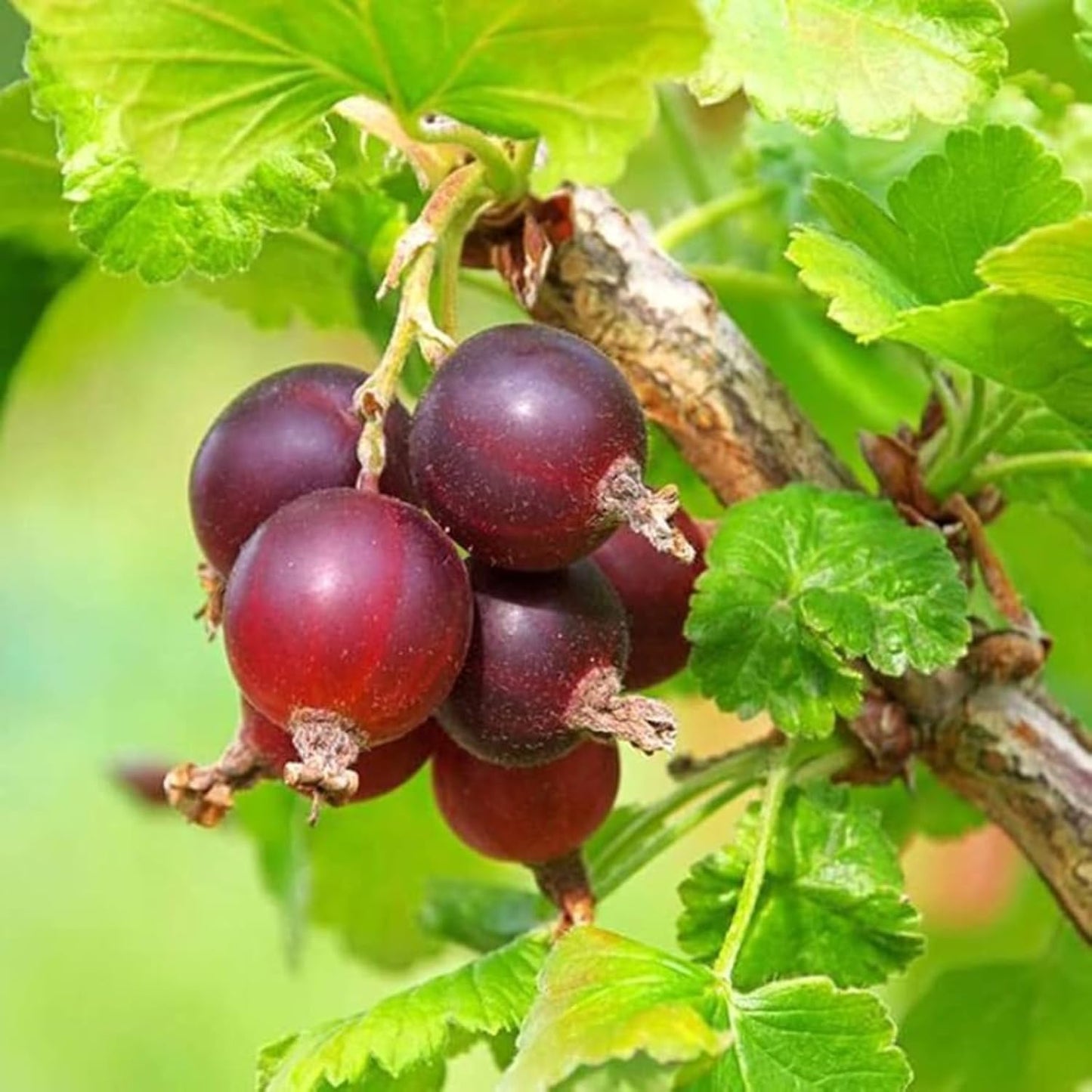 Jeanne Gooseberry Bush Live Plant Well Rooted, Berry Plant Live for Planting, 5-9" Tall